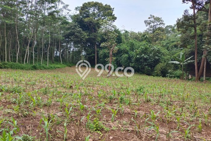 Lahan Dijual Lokasi Boja, Kendal dengan Luas Tanah 2048m2 dan Status SHM Lahan Dijual Lokasi Boja, Kendal dengan Luas Tanah 2048m2 dan Status SHM