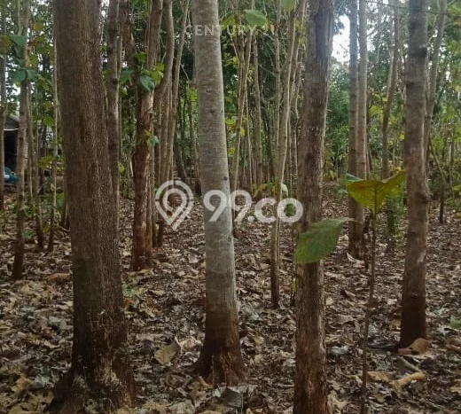 Kavling Tanah Dijual di Paliyan Gunung Kidul Spesifikasi 809m2 Kavling Tanah Dijual di Paliyan Gunung Kidul Spesifikasi 809m2