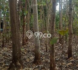 Kavling Tanah Dijual di Paliyan Gunung Kidul Spesifikasi 809m2 Kavling Tanah Dijual di Paliyan Gunung Kidul Spesifikasi 809m2