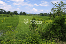 Kavling Tanah untuk Disewa di Bantul Lahan Luas 814m2 Kavling Tanah untuk Disewa di Bantul Lahan Luas 814m2