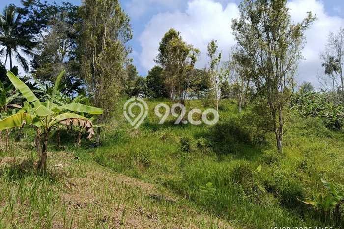 Lahan Investasi Lokasi Sukanagara Cianjur SHM Lahan Investasi Lokasi Sukanagara Cianjur SHM