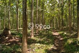 Lahan Kosong Dijual di Lebak dengan Area 30797m2 Lahan Kosong Dijual di Lebak dengan Area 30797m2