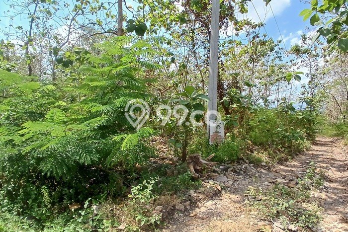 Tanah di Pajangan, Bantul Luas 2153m2 Dijual Segera Tanah di Pajangan, Bantul Luas 2153m2 Dijual Segera
