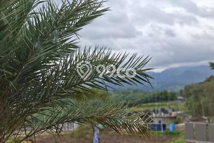 Jarang Ada! Tanah di Cileungsi Punya Luas 500m2 SHM Jarang Ada! Tanah di Cileungsi Punya Luas 500m2 SHM