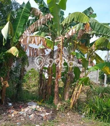 Tanah Dijual Lokasi Babelan, Bekasi Luas 148m2 Legalitas Aman Tanah Dijual Lokasi Babelan, Bekasi Luas 148m2 Legalitas Aman