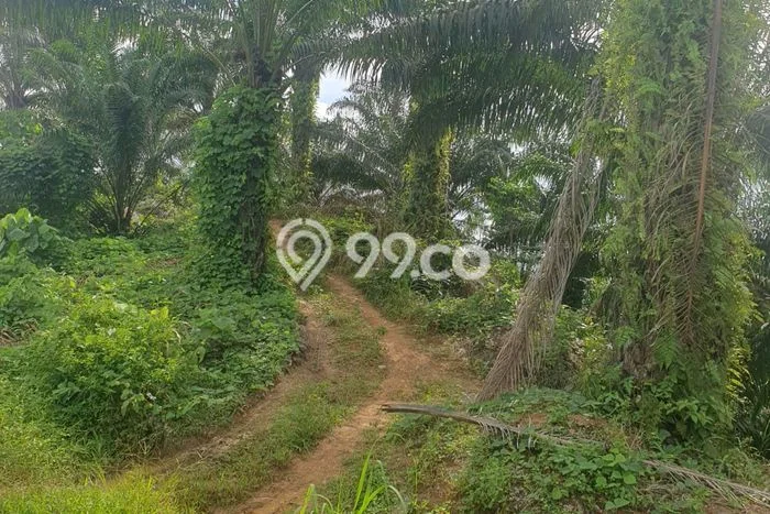 Lahan Kosong Dijual di Penajam Paser Utara dengan Area 42670m2 Lahan Kosong Dijual di Penajam Paser Utara dengan Area 42670m2