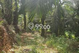 Lahan Kosong Dijual di Penajam Paser Utara dengan Area 42670m2 Lahan Kosong Dijual di Penajam Paser Utara dengan Area 42670m2