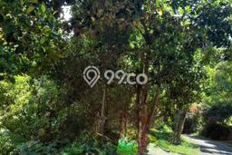 Tanah Kavling untuk Dijual di Buleleng Buleleng 12150m2 Tanah Kavling untuk Dijual di Buleleng Buleleng 12150m2