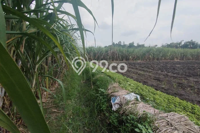 Tanah Komersial Dijual di Kemlagi Mojokerto 3190m2 Tanah Komersial Dijual di Kemlagi Mojokerto 3190m2