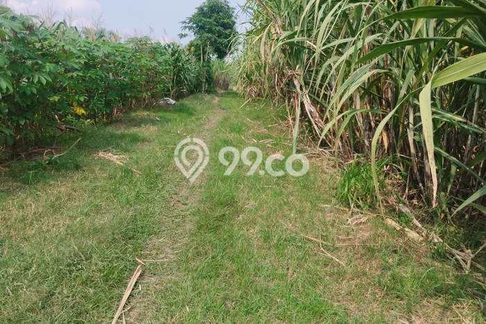 Tanah Komersial Dijual di Kemlagi Mojokerto 3190m2 Tanah Komersial Dijual di Kemlagi Mojokerto 3190m2