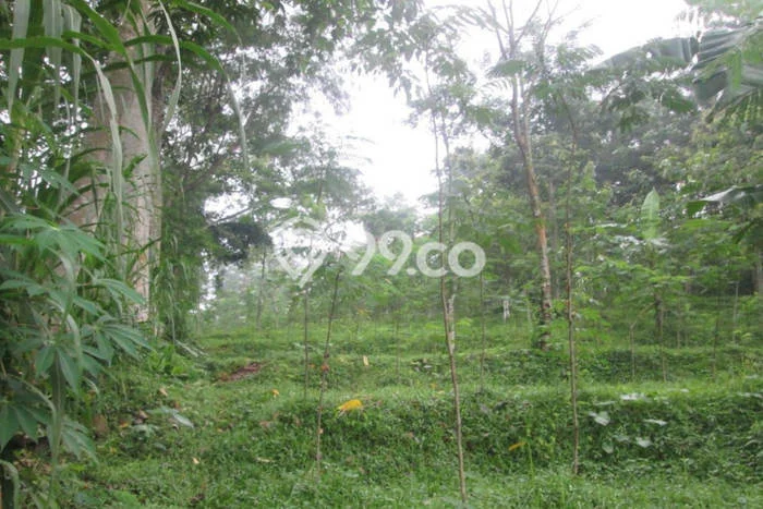 Tanah Kavling untuk Dijual di Prigen Pasuruan 4011m2 Tanah Kavling untuk Dijual di Prigen Pasuruan 4011m2