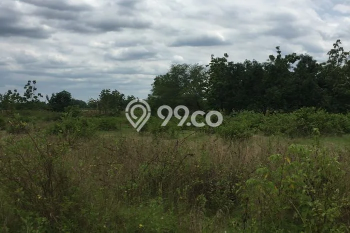 Lahan untuk Dijual di Bojonegoro Bojonegoro Luas 10000m2 Lahan untuk Dijual di Bojonegoro Bojonegoro Luas 10000m2