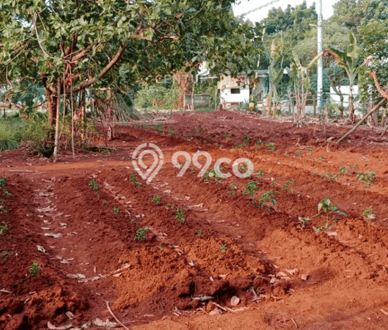 Dijual Tanah Datar Bebas Banjir Dekat Perum La Palma Setu Bekasi Dijual Tanah Datar Bebas Banjir Dekat Perum La Palma Setu Bekasi