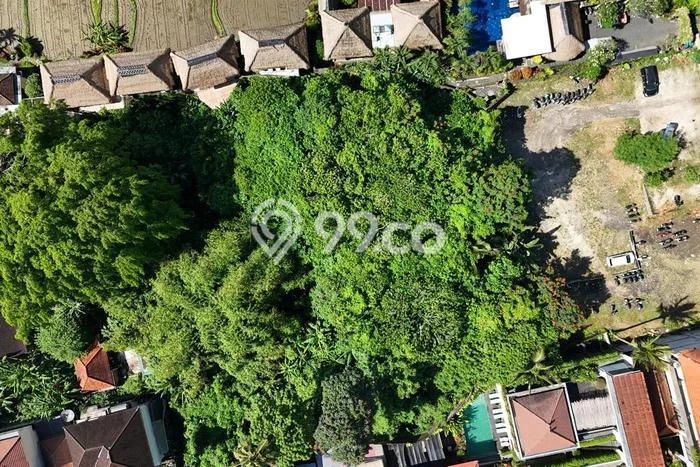 Tanah Kavling untuk Disewa di Ubud Gianyar 6500m2 Tanah Kavling untuk Disewa di Ubud Gianyar 6500m2