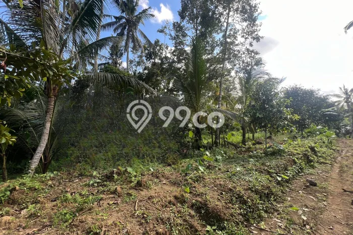 Kavling Tanah Dijual di Payangan, Gianyar, Luas 3257m2 Area Strategis Kavling Tanah Dijual di Payangan, Gianyar, Luas 3257m2 Area Strategis