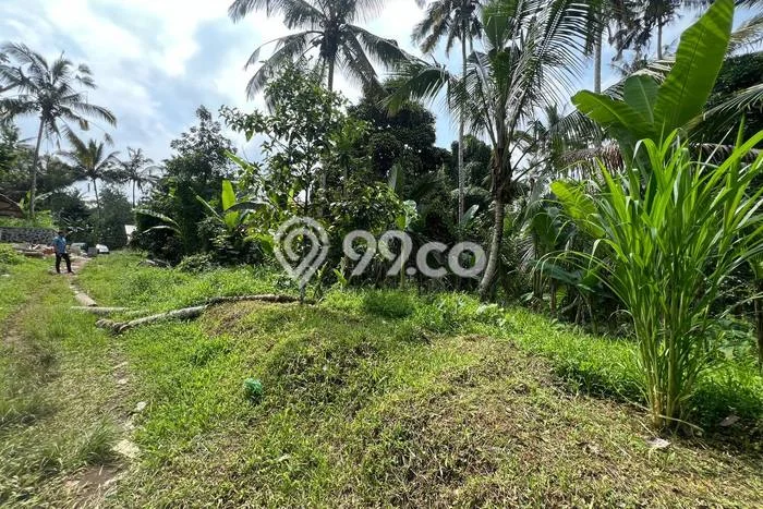 Kavling Tanah Dijual di Payangan, Gianyar, Luas 3257m2 Area Strategis Kavling Tanah Dijual di Payangan, Gianyar, Luas 3257m2 Area Strategis