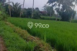 Tanah Dijual Lokasi Tihingan, Semarapura dengan Luas Tanah 4960m2 dan Status SHM Tanah Dijual Lokasi Tihingan, Semarapura dengan Luas Tanah 4960m2 dan Status SHM