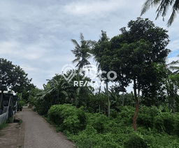 Lahan Dijual Lokasi Kalipuro, Banyuwangi dengan Luas Tanah 2245m2 dan Status SHM Lahan Dijual Lokasi Kalipuro, Banyuwangi dengan Luas Tanah 2245m2 dan Status SHM