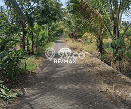 Tanah Kavling untuk Dijual di Licin Banyuwangi 1427m2 Tanah Kavling untuk Dijual di Licin Banyuwangi 1427m2