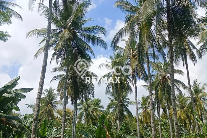 Tanah untuk Dijual Lokasi Kabat, Banyuwangi Luas 30000m2 SHM Tanah untuk Dijual Lokasi Kabat, Banyuwangi Luas 30000m2 SHM