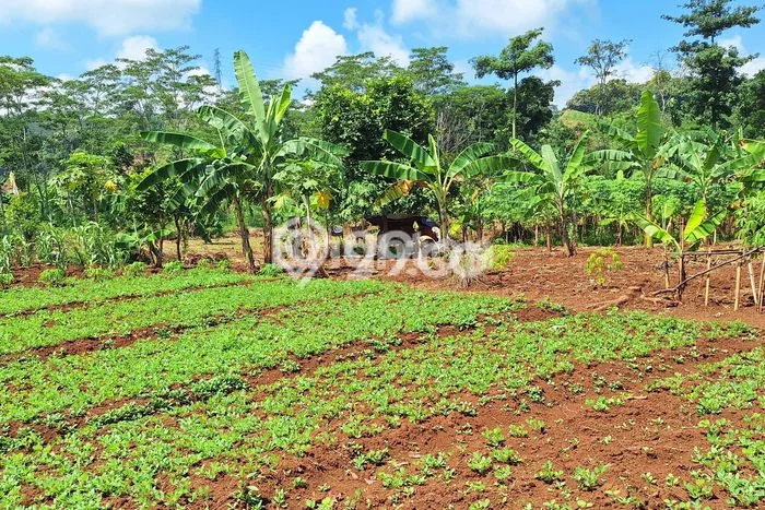 Kavling Tanah di Gringsing Dijual Luas 255000m2 Legalitas - Kavling Tanah di Gringsing Dijual Luas 255000m2 Legalitas -