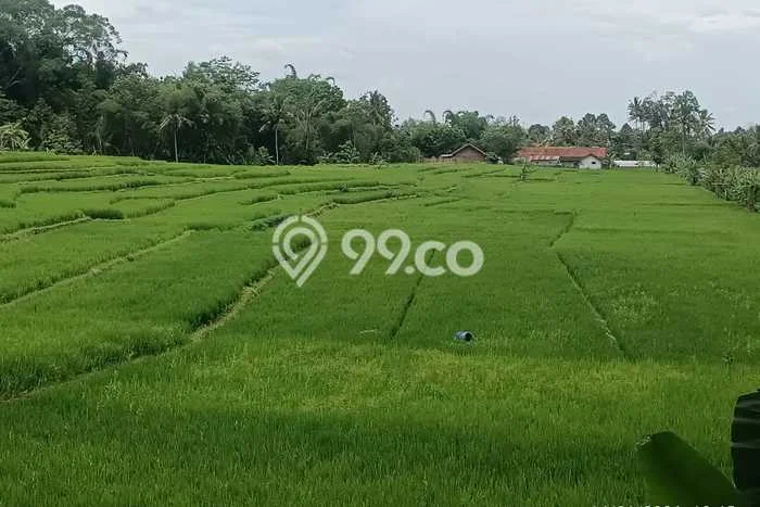 Lahan Investasi Lokasi Karangpandan Karanganyar - Lahan Investasi Lokasi Karangpandan Karanganyar -
