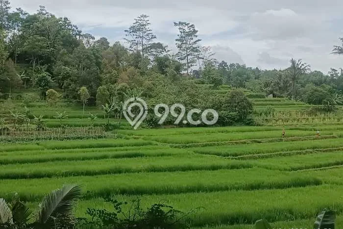 Lahan Investasi Lokasi Karangpandan Karanganyar - Lahan Investasi Lokasi Karangpandan Karanganyar -
