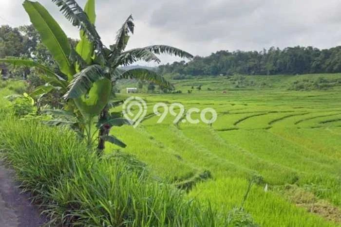 Lahan untuk Dijual di Karangpandan Karanganyar Luas 235m2 Lahan untuk Dijual di Karangpandan Karanganyar Luas 235m2