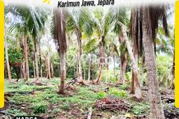 Lahan Kosong Dijual di Karimunjawa, Jepara, Luas 16400m2 Area Strategis Lahan Kosong Dijual di Karimunjawa, Jepara, Luas 16400m2 Area Strategis