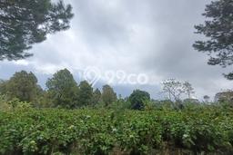 Tanah Dijual di Buleleng Seluas 250m2 Strategis Tanah Dijual di Buleleng Seluas 250m2 Strategis