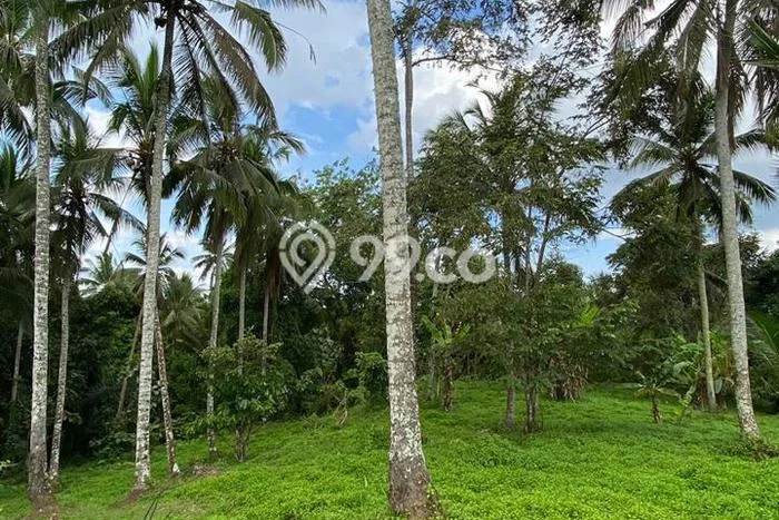 Dijual Tanah Lokasi Gadungan, Tabanan Seluas 12000m2 Dijual Tanah Lokasi Gadungan, Tabanan Seluas 12000m2