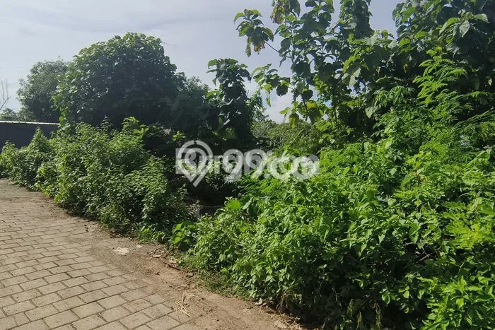 Tanah Disewakan Lokasi Badung Seluas 800m2 Strategis dan Aman Tanah Disewakan Lokasi Badung Seluas 800m2 Strategis dan Aman