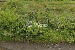 Untuk Dijual Tanah 1235m2 di Margomulyo, Surabaya Untuk Dijual Tanah 1235m2 di Margomulyo, Surabaya