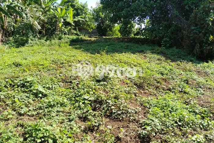Tanah Kavling Dijual di Tabanan dengan Spesifikasi 105m2 Tanah Kavling Dijual di Tabanan dengan Spesifikasi 105m2
