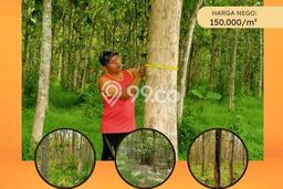 Tanah Komersial Dijual di Natar Lampung Selatan 140000m2 Tanah Komersial Dijual di Natar Lampung Selatan 140000m2