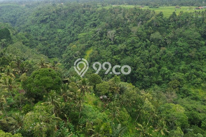 Lahan Sewa di Ubud Gianyar dengan Luas 6500m2 Lahan Sewa di Ubud Gianyar dengan Luas 6500m2