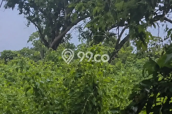 Tanah Dijual Lokasi Sumbawa, Sumbawa Luas 50000m2 Legalitas Aman Tanah Dijual Lokasi Sumbawa, Sumbawa Luas 50000m2 Legalitas Aman
