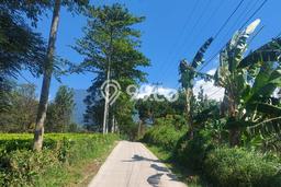 Kavling Tanah di Cisarua Dijual Luas 12000m2 Legalitas SHM Kavling Tanah di Cisarua Dijual Luas 12000m2 Legalitas SHM