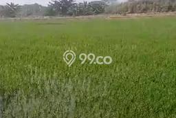Tanah Kavling untuk Dijual di Candi Sidoarjo 42000m2 Tanah Kavling untuk Dijual di Candi Sidoarjo 42000m2