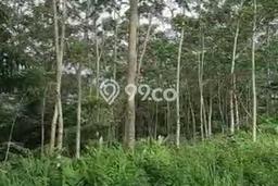 Tanah di Cinangka, Serang Luas 10200m2 Dijual Segera Tanah di Cinangka, Serang Luas 10200m2 Dijual Segera
