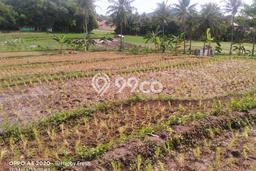 Lahan Investasi Lokasi Waringinkurung Serang - Lahan Investasi Lokasi Waringinkurung Serang -
