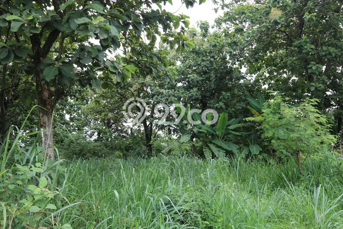 Kavling Tanah di Gunung Sindur Dijual Luas 40000m2 Legalitas SHM Kavling Tanah di Gunung Sindur Dijual Luas 40000m2 Legalitas SHM
