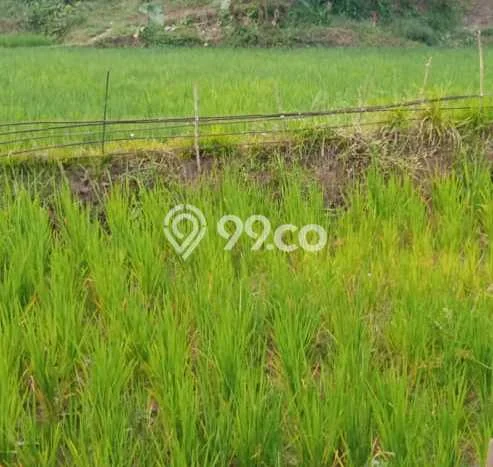 Kavling Tanah untuk Dijual di Bl. Limbangan, Garut, Luas 7886m2 Kavling Tanah untuk Dijual di Bl. Limbangan, Garut, Luas 7886m2