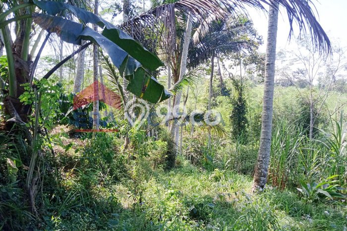 Kavling Tanah Dijual di Wonosari Malang Spesifikasi 6373m2 Kavling Tanah Dijual di Wonosari Malang Spesifikasi 6373m2