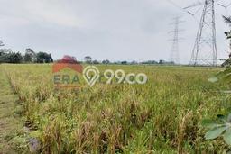Kavling Tanah di Winongan Dijual Luas 3058m2 Legalitas SHM Kavling Tanah di Winongan Dijual Luas 3058m2 Legalitas SHM