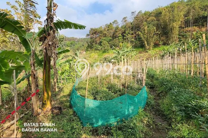 Kavling Tanah Dijual di Pacet Mojokerto Spesifikasi 4301m2 Kavling Tanah Dijual di Pacet Mojokerto Spesifikasi 4301m2