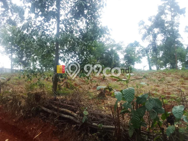 Tanah Dijual Lokasi Kandeman, Batang dengan Luas Tanah 31640m2 dan Status SHM Tanah Dijual Lokasi Kandeman, Batang dengan Luas Tanah 31640m2 dan Status SHM