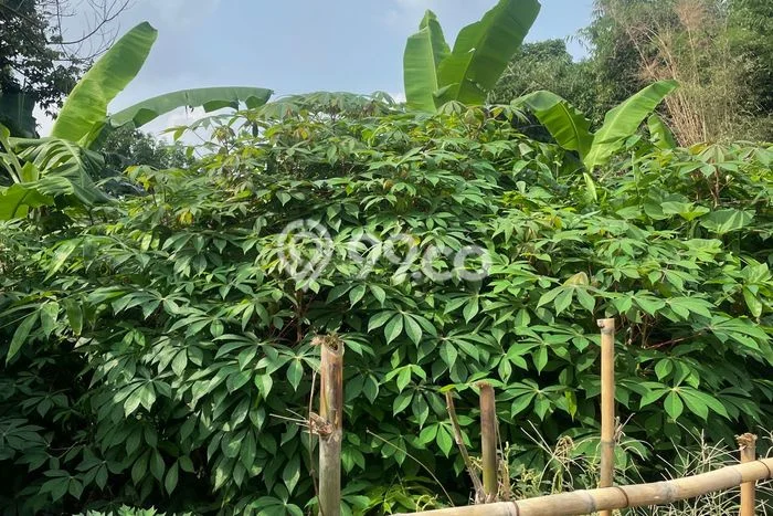 Untuk Dijual Tanah di Ciputat Timur Tangerang Selatan Luas 4612m2 SHM Untuk Dijual Tanah di Ciputat Timur Tangerang Selatan Luas 4612m2 SHM