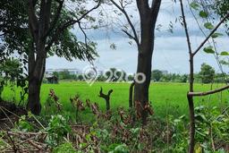 Lahan Kosong Dijual di Cikande, Serang, Luas 300000m2 Area Strategis Lahan Kosong Dijual di Cikande, Serang, Luas 300000m2 Area Strategis