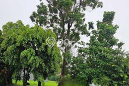 LOKASI STRATEGIS! Tanah di BSD Bukit Golf, Luas 539m², Lokasi Berkembang, Cocok untuk Investasi LOKASI STRATEGIS! Tanah di BSD Bukit Golf, Luas 539m², Lokasi Berkembang, Cocok untuk Investasi